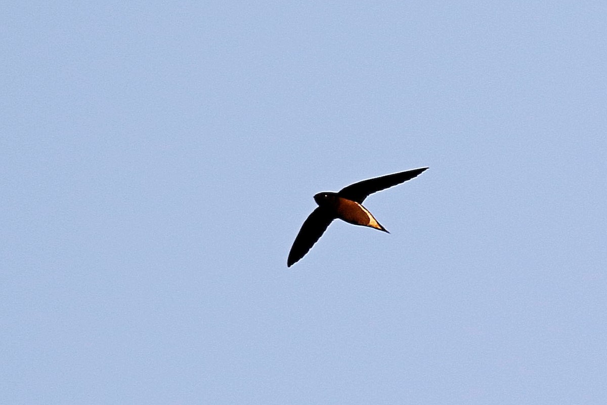 Brown-backed Needletail - ML208603231