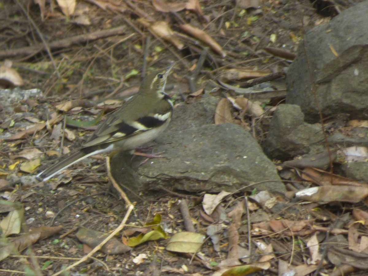 Forest Wagtail - ML208603331