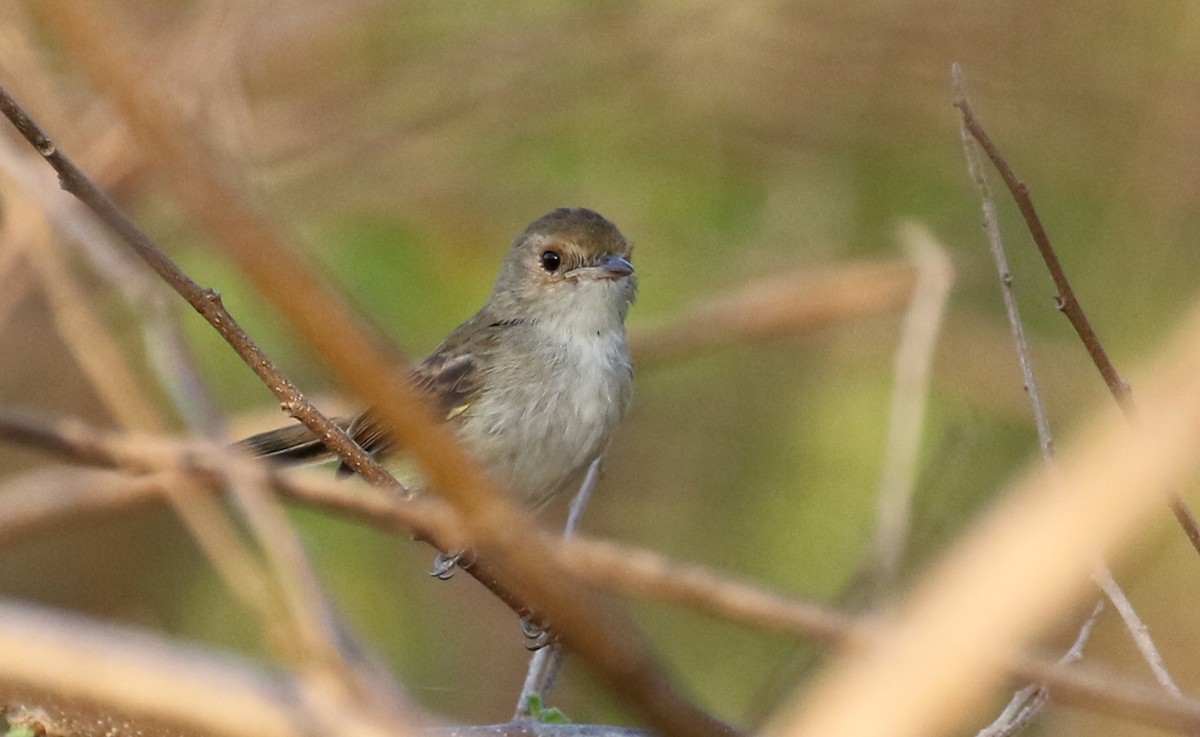 Fulvous-crowned Scrub-Tyrant - ML208608421