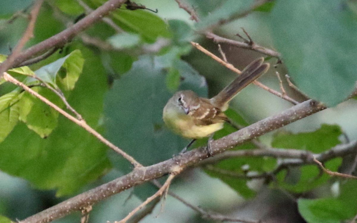 Pale-tipped Tyrannulet - ML208608481