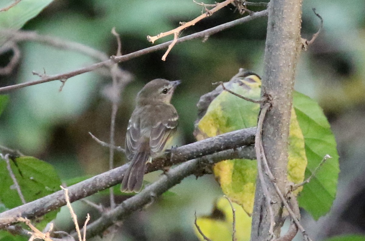 Pale-tipped Tyrannulet - ML208608491