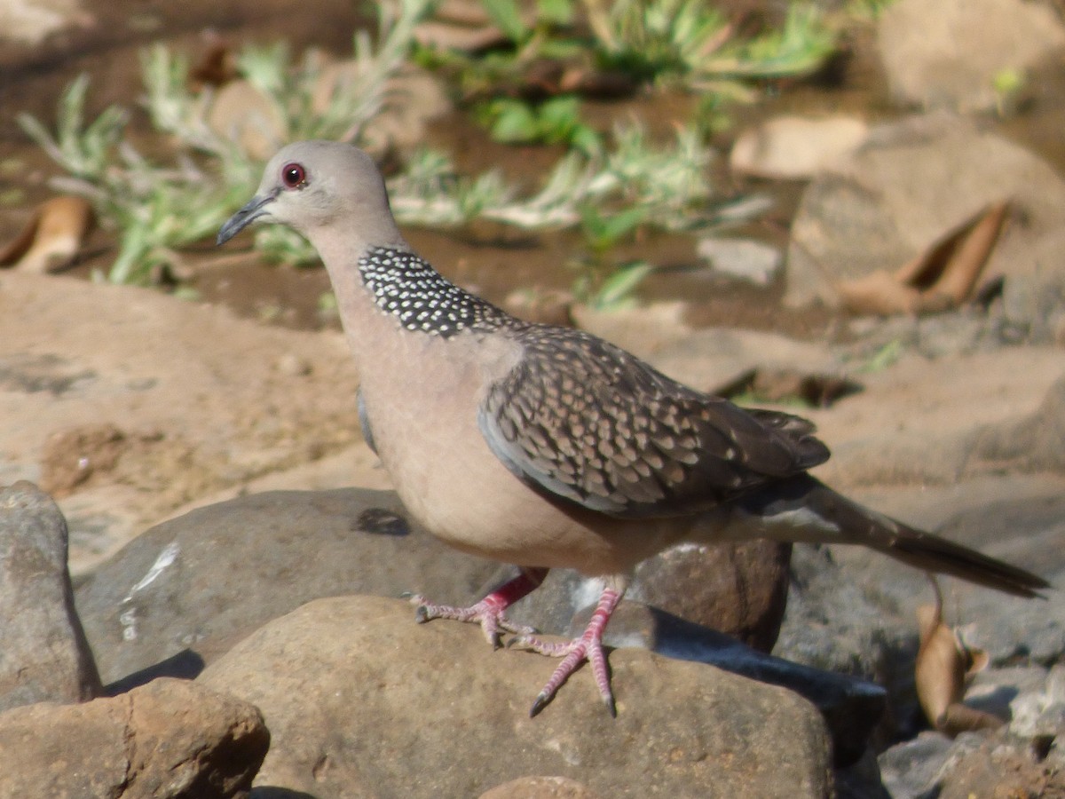Spotted Dove - ML208608751