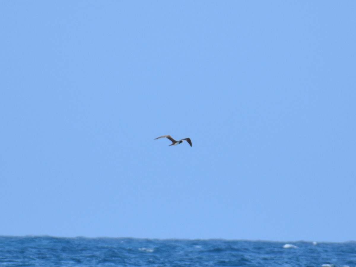 Brown Booby - ML208610681