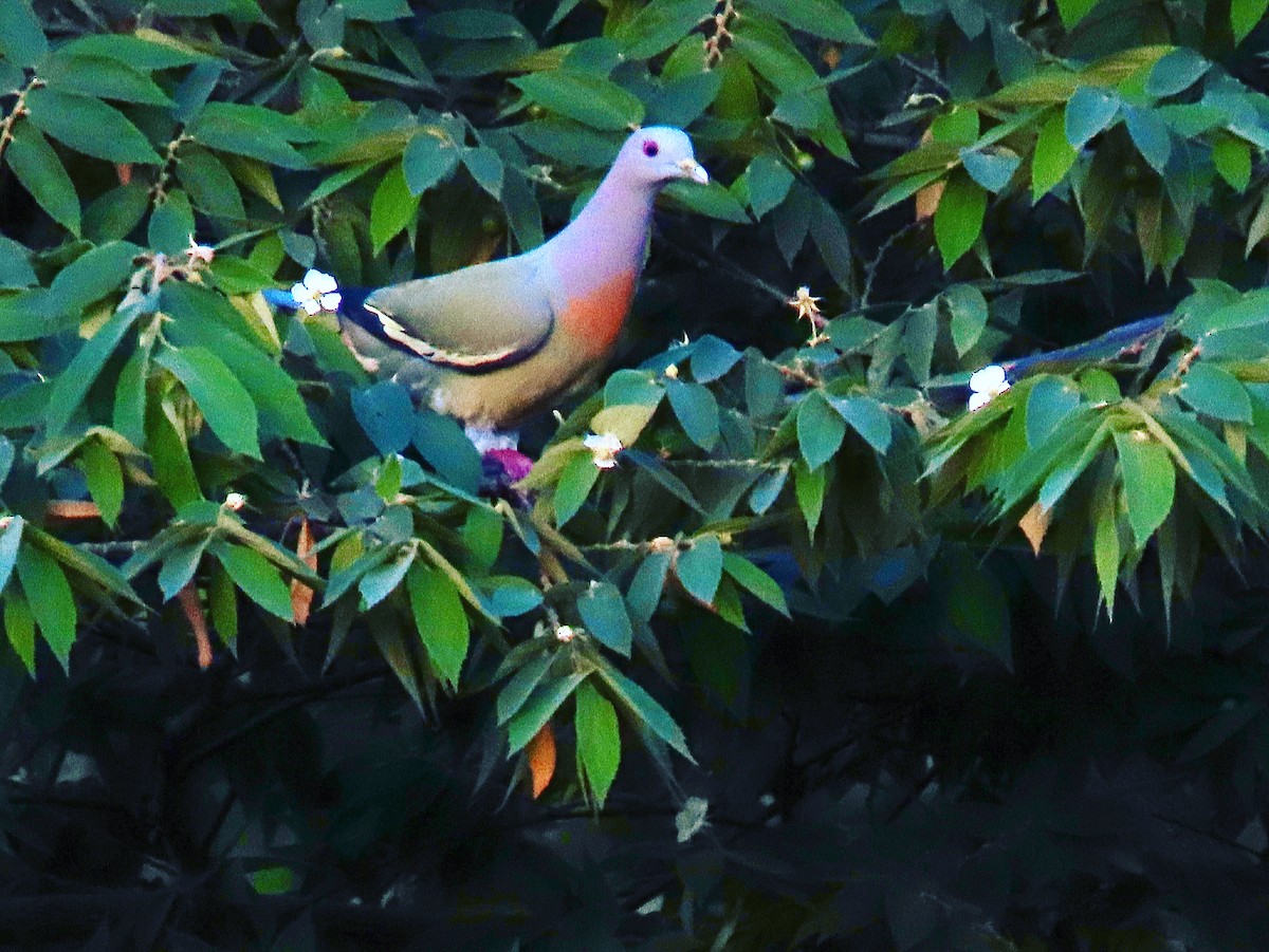 Pink-necked Green-Pigeon - ML208611241
