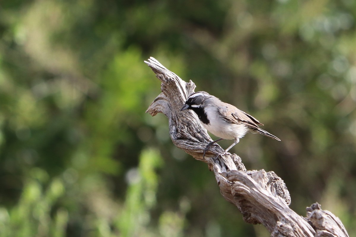 Black-throated Sparrow - Mike Goebel