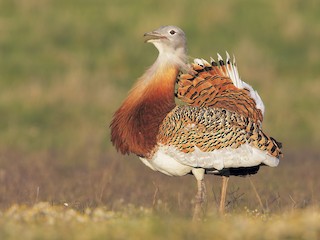  - Great Bustard