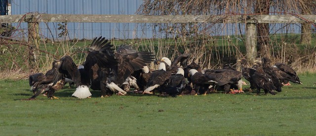 Large feeding group. - Bald Eagle - 