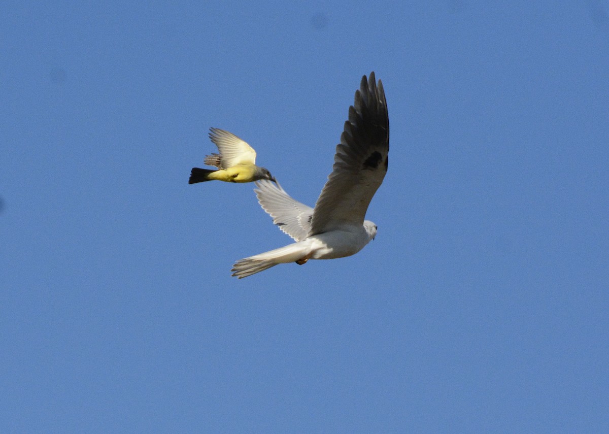 White-tailed Kite - Trish Gussler