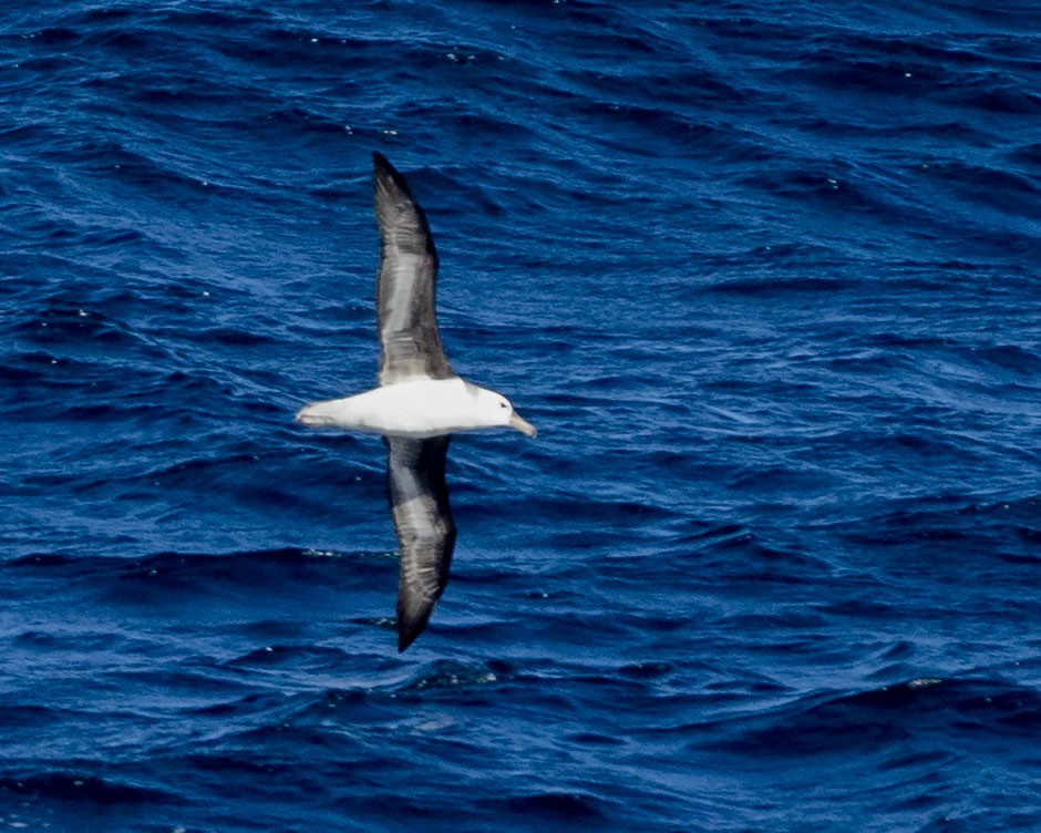 Black-browed Albatross - Paul Farrell