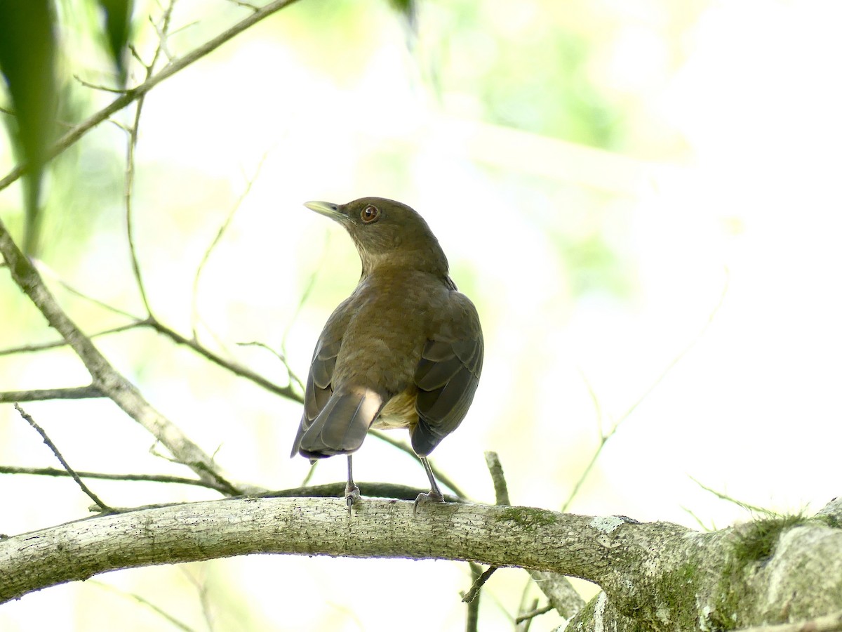 Clay-colored Thrush - Charles Duncan