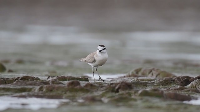 White-fronted Plover - ML208632141