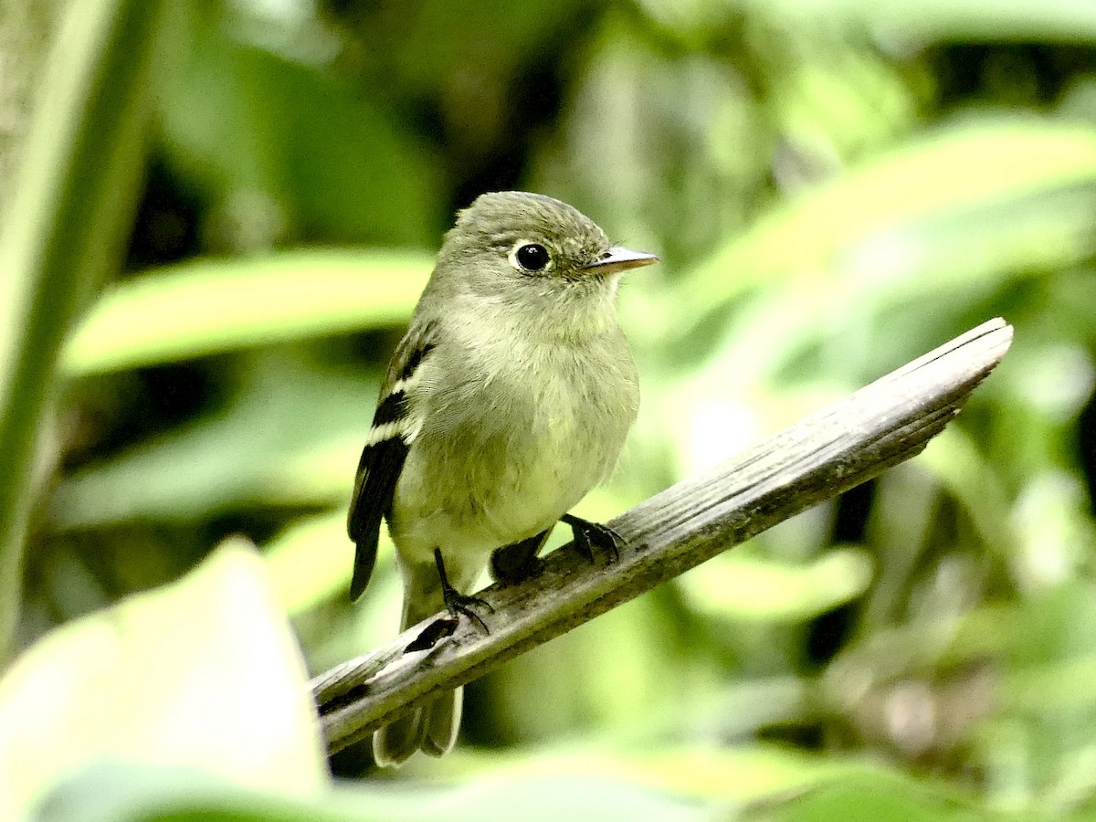 Yellow-bellied Flycatcher - Charles Duncan