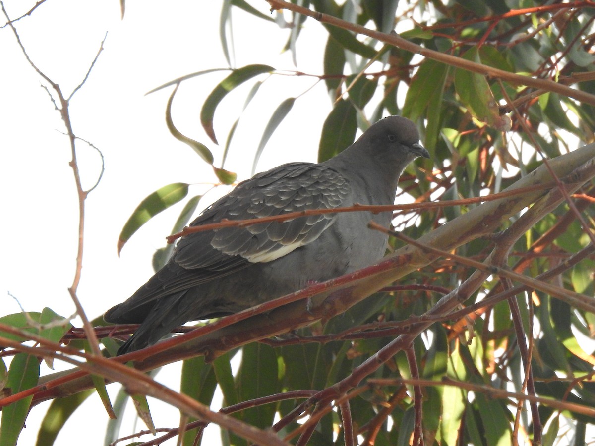 Spot-winged Pigeon - ML208633941