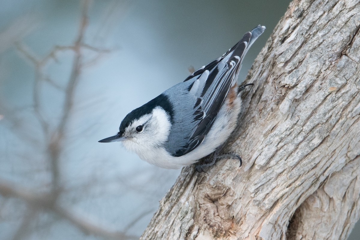 White-breasted Nuthatch - ML208635821