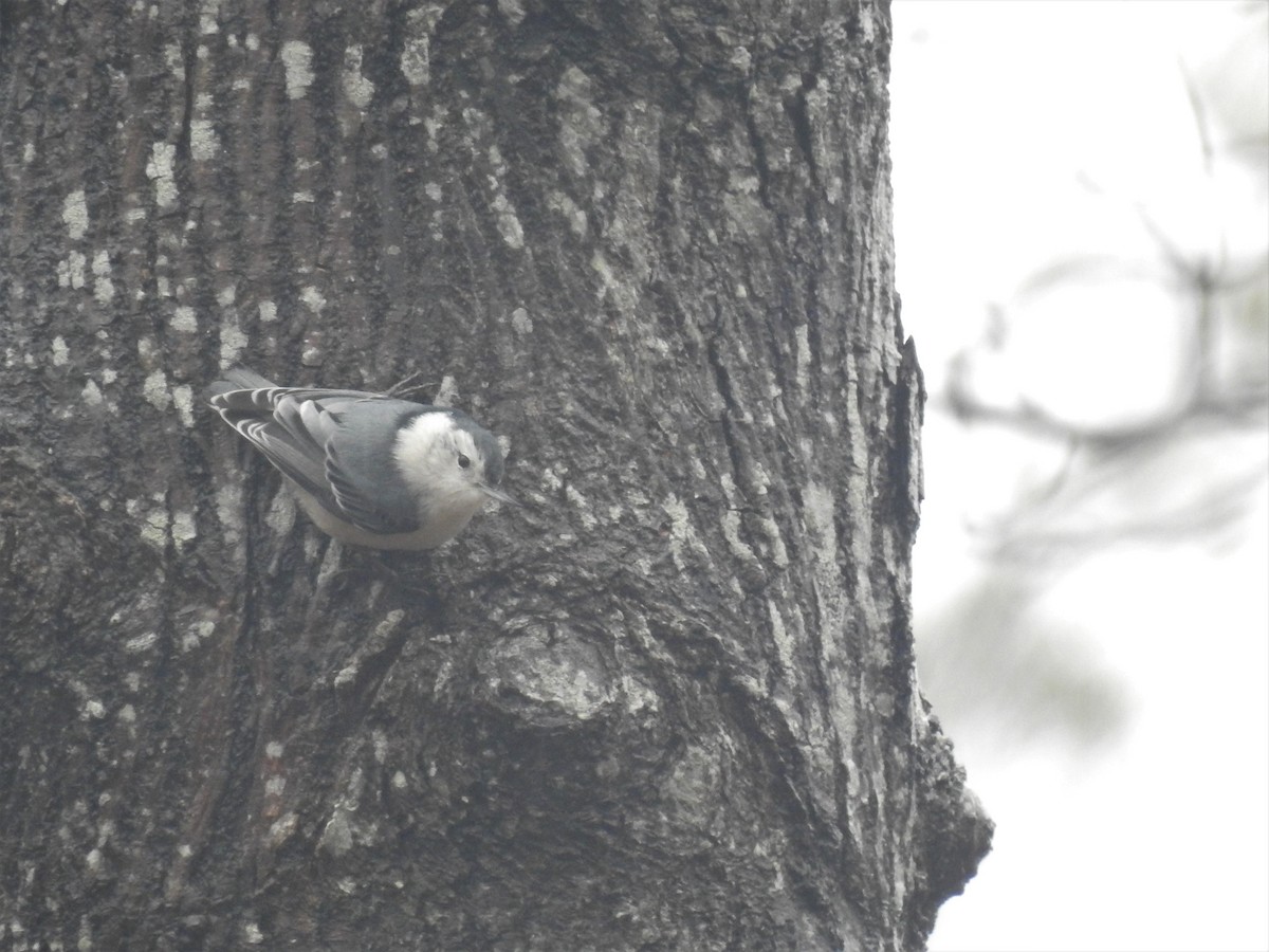 White-breasted Nuthatch - Vincent Glasser