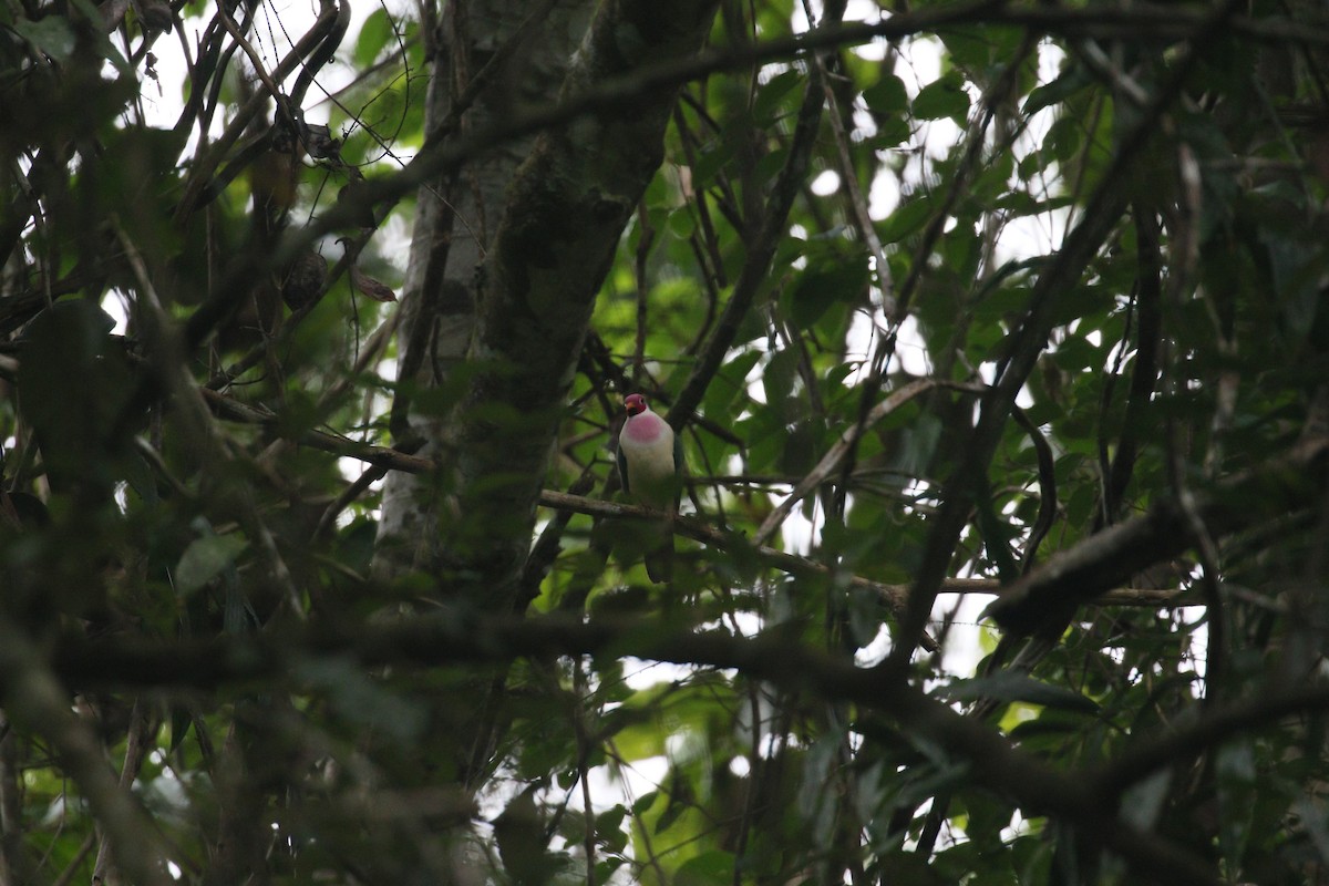 Jambu Fruit-Dove - simon walkley