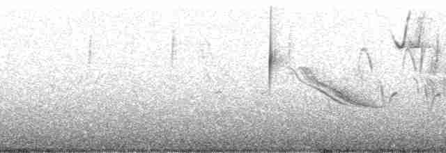 Атакамская трясохвостка - ML208649