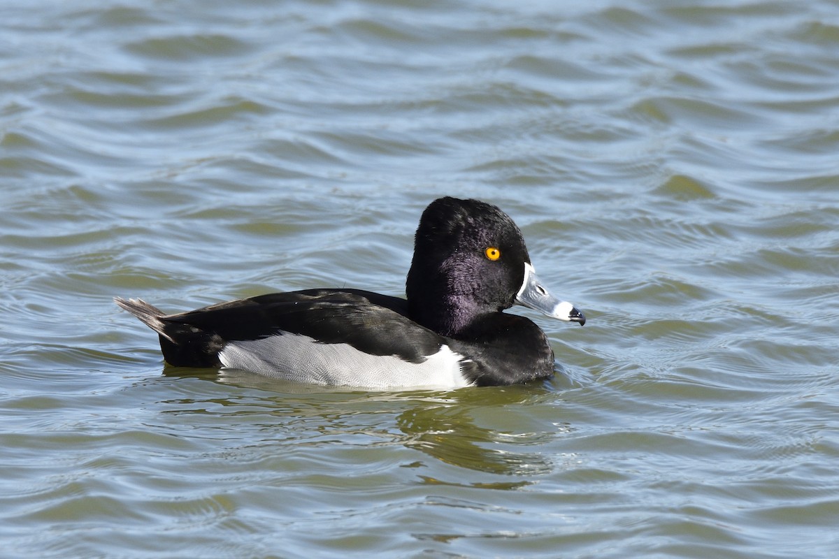 Ring-necked Duck - Andrew Lyall