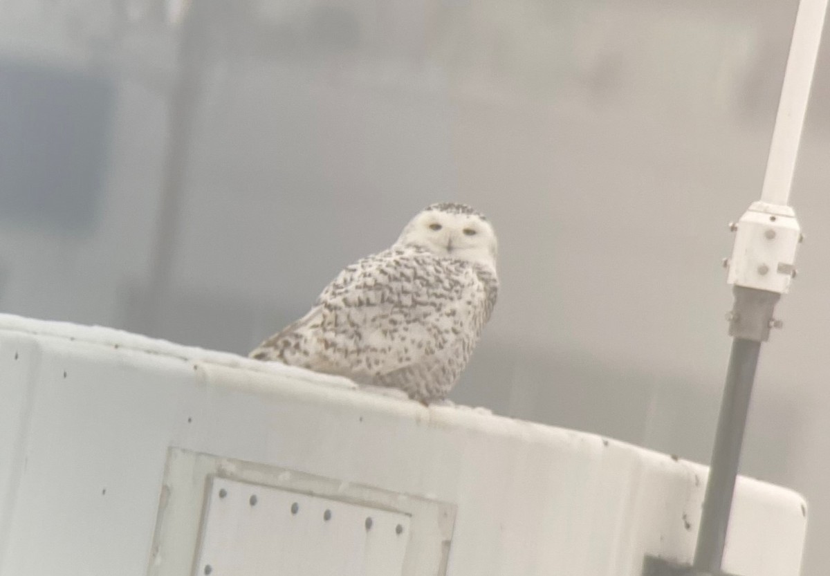 Snowy Owl - ML208663631
