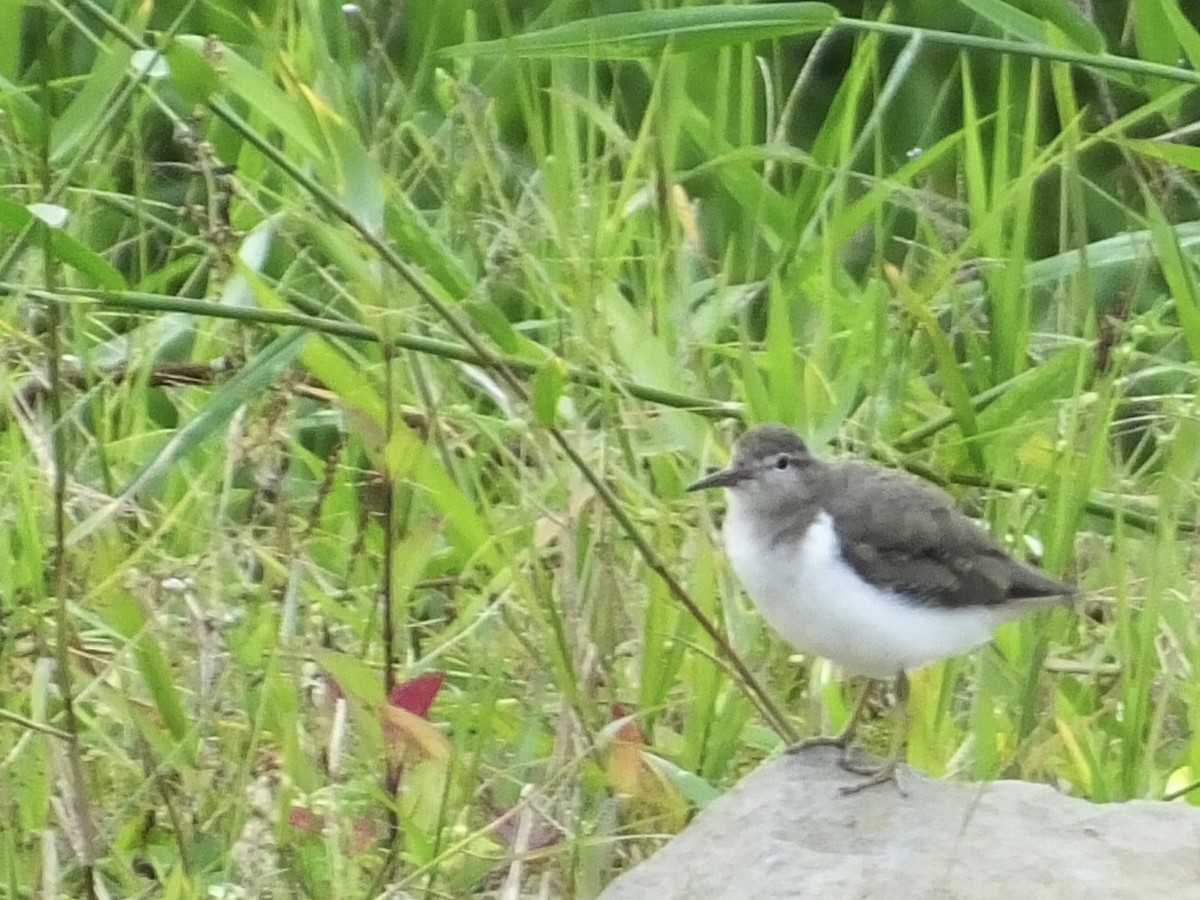 Spotted Sandpiper - Becky Grieveson