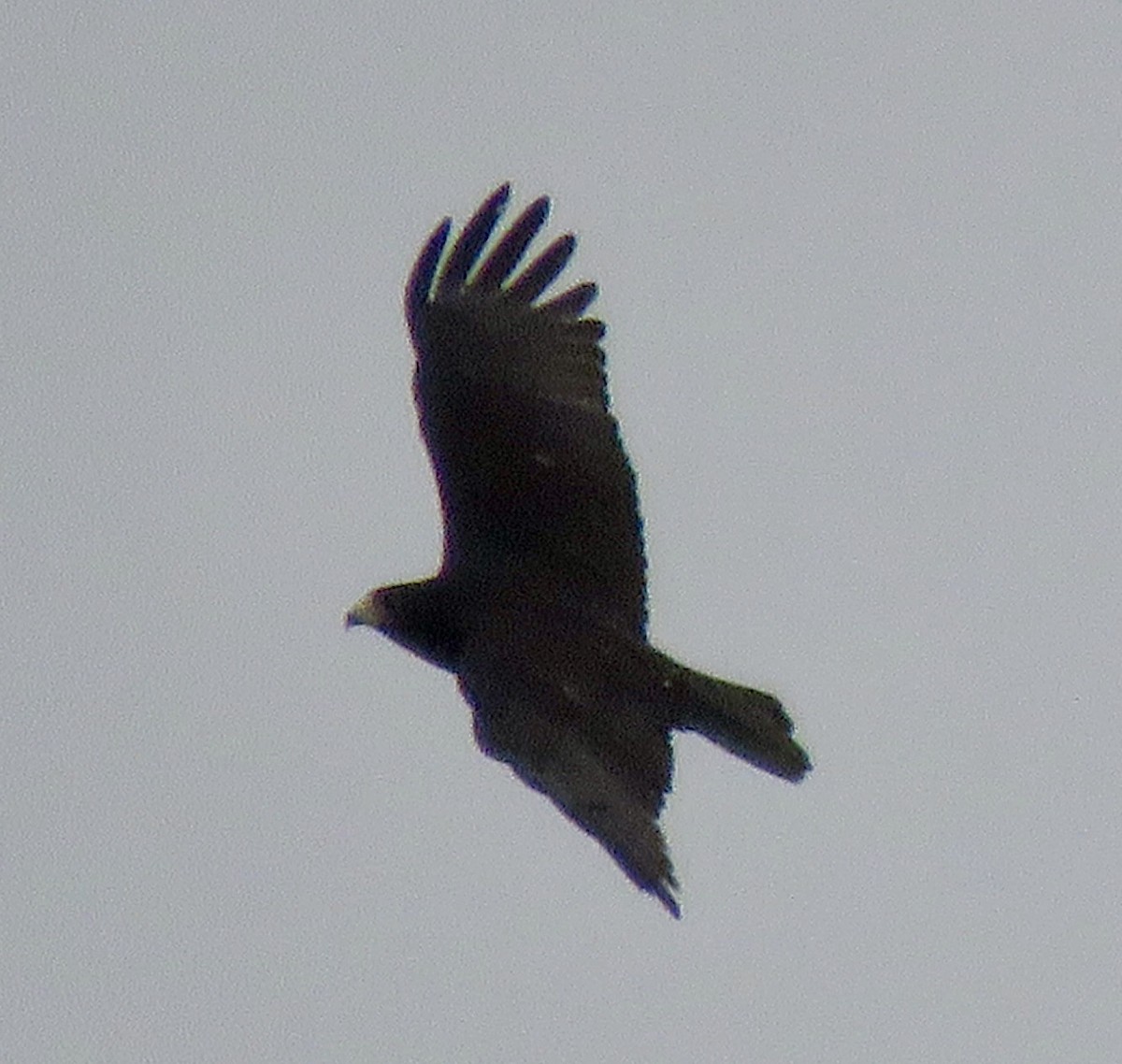 Zone-tailed Hawk - ML208668741