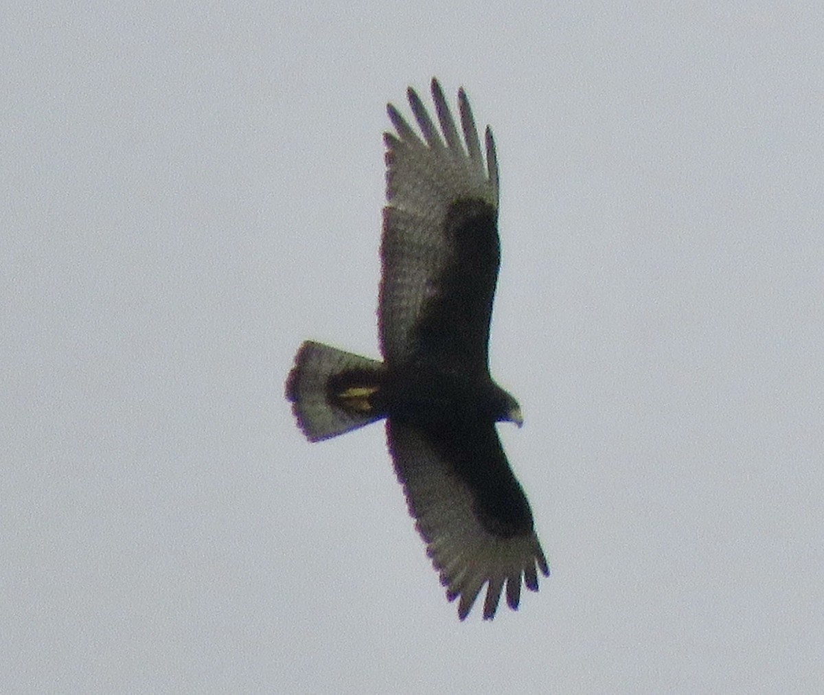 Zone-tailed Hawk - ML208668801