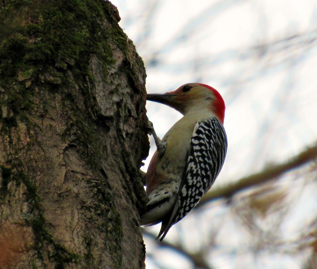 Red-bellied Woodpecker - Kurt Grenig
