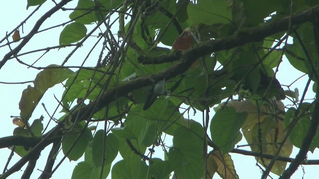kolibřík purpurovohlavý - ML208669501