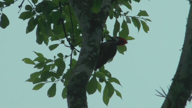 Guayaquil Woodpecker - ML208669511