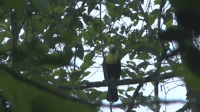 Yellow-throated Toucan (Chestnut-mandibled) - ML208669531