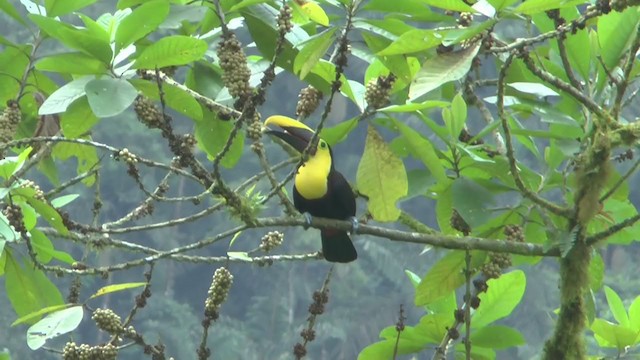 Yellow-throated Toucan (Chestnut-mandibled) - ML208669821