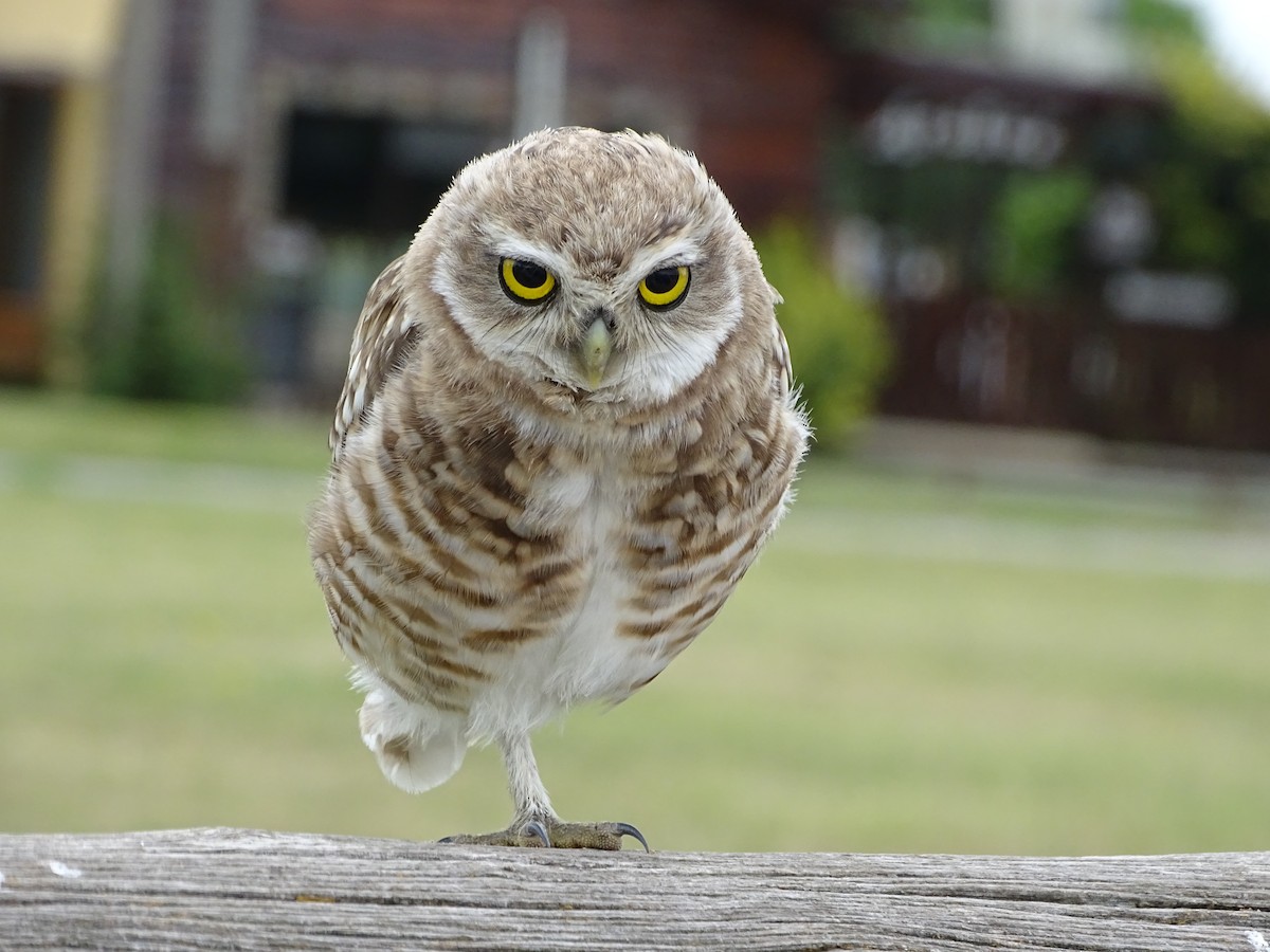 Burrowing Owl - Javier Ubiría