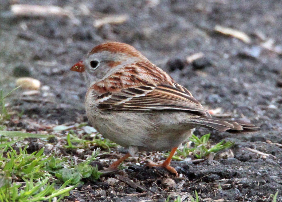 Field Sparrow - H. Resit Akçakaya