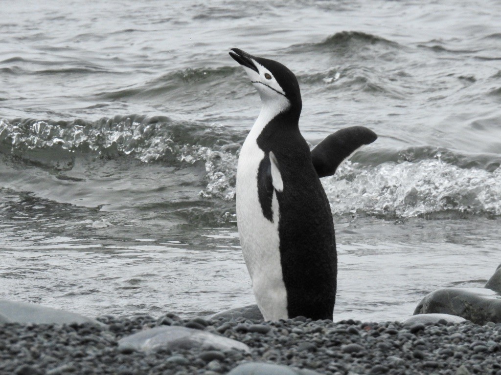 Антарктический пингвин - ML208678001