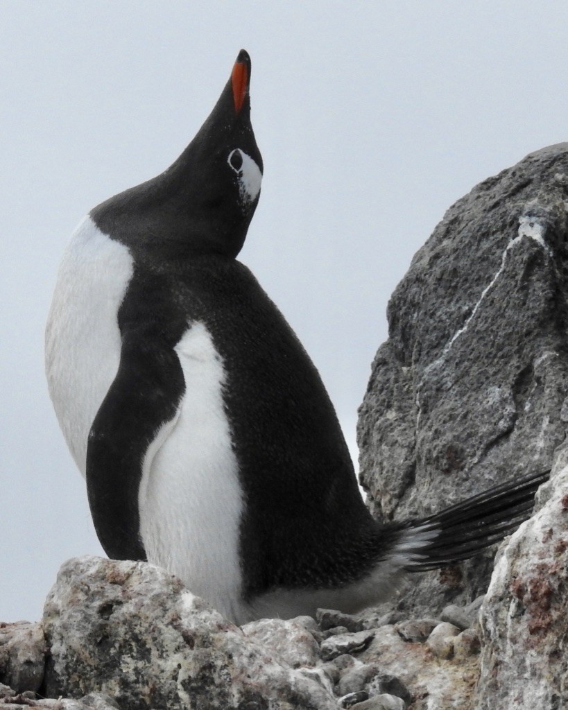 Gentoo Penguin - Jan Shadick