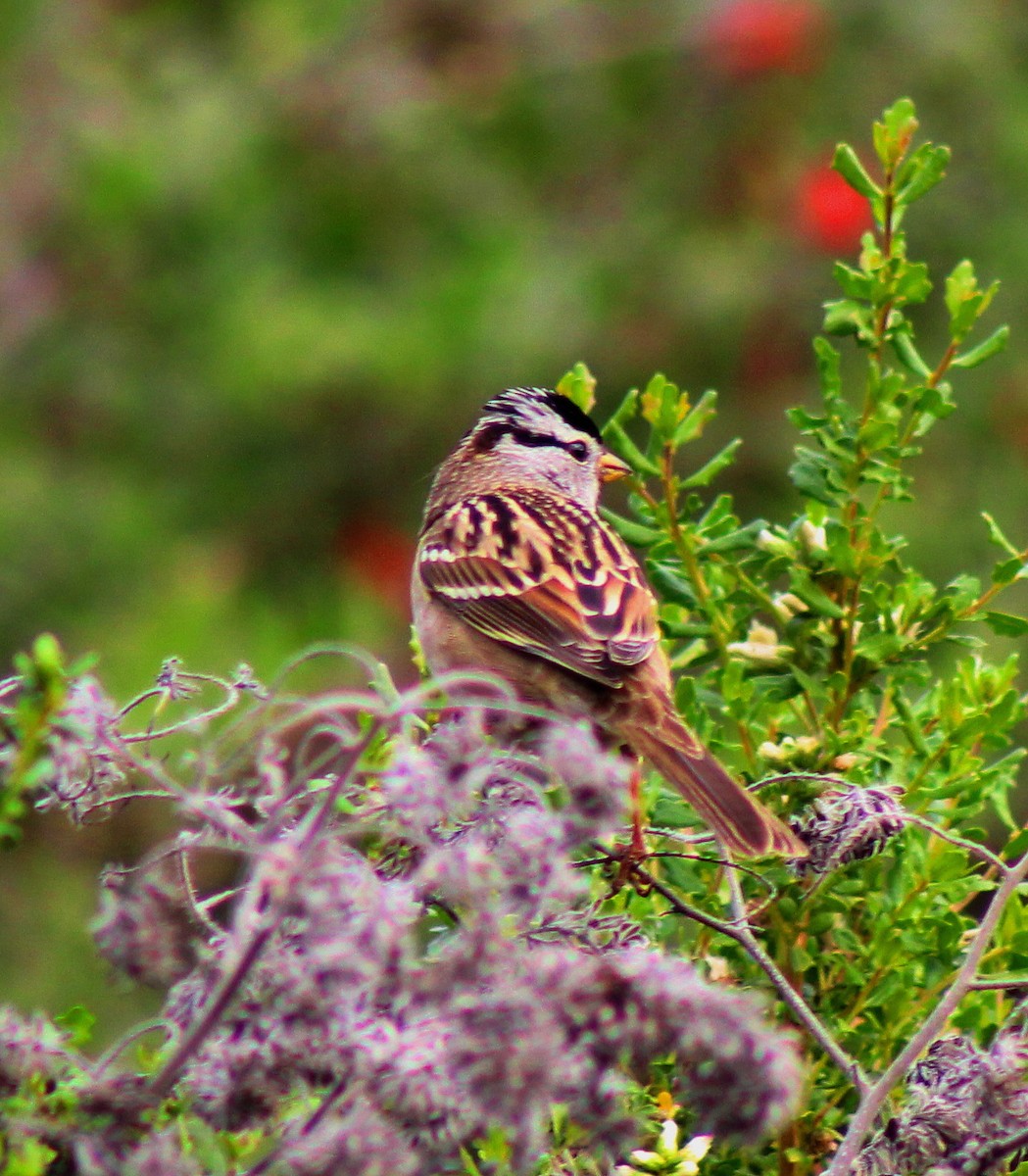 White-crowned Sparrow - ML20867901