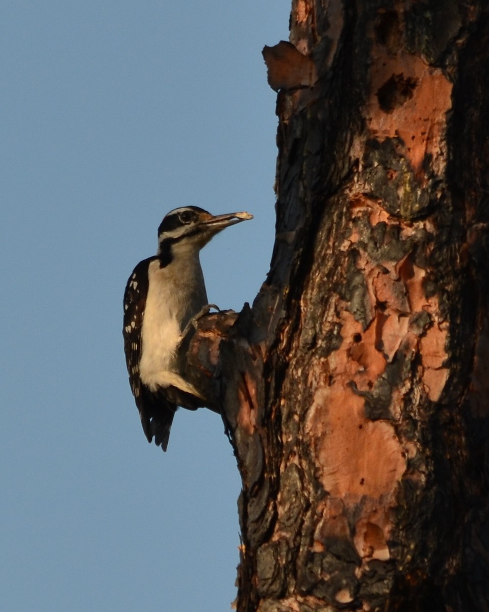Hairy Woodpecker - Paula Theobald