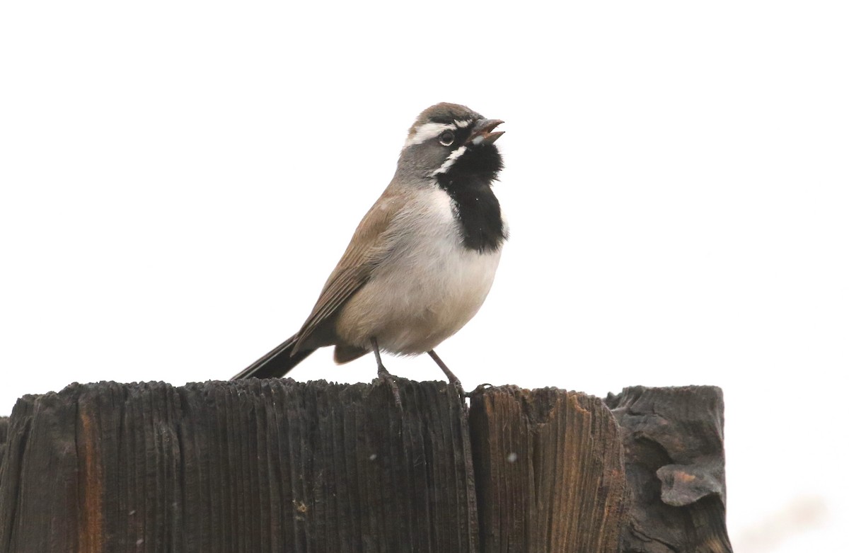 Black-throated Sparrow - ML208688021