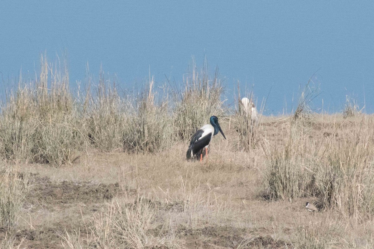 Black-necked Stork - ML208688711
