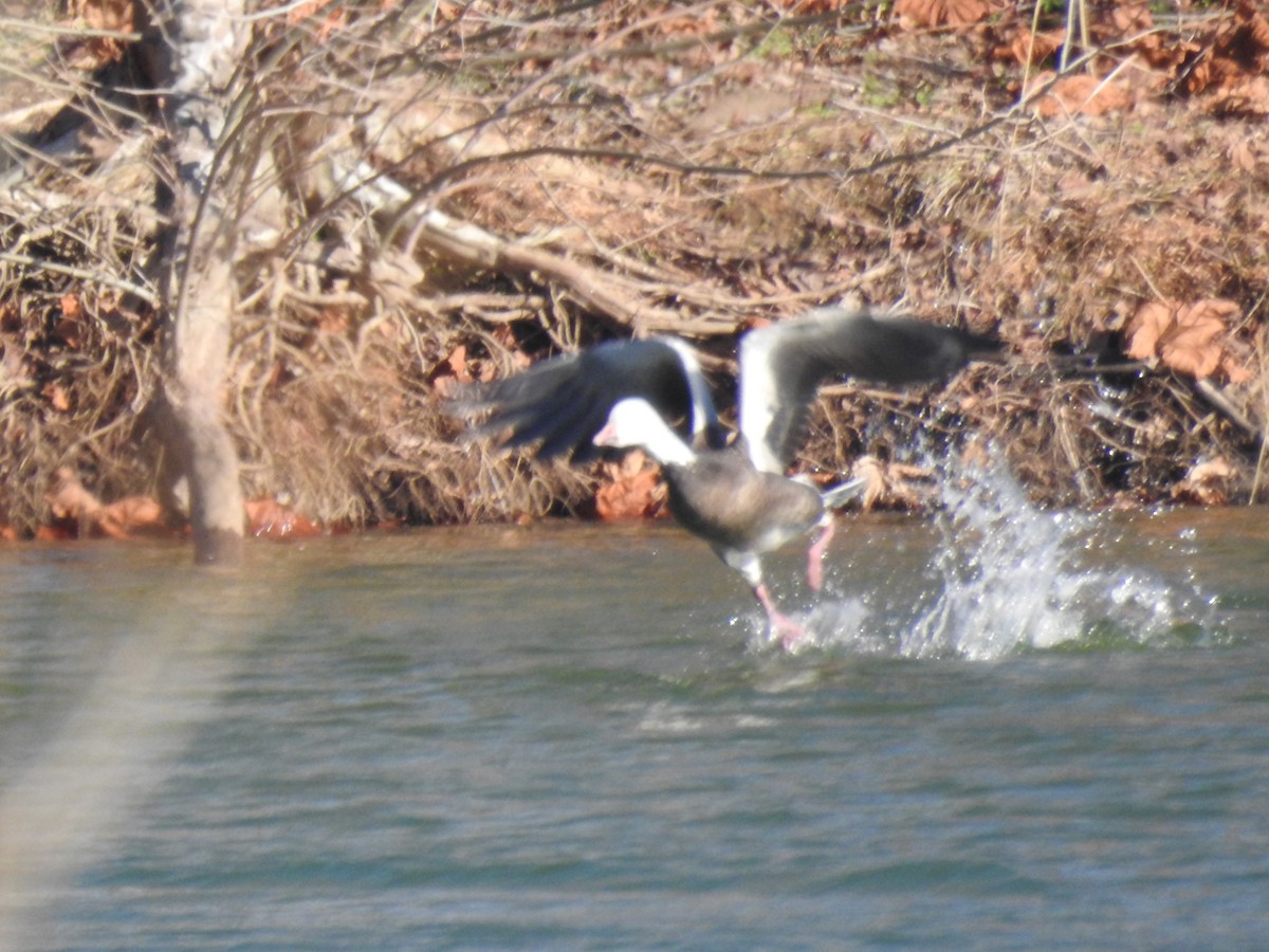 eBird Checklist - 15 Dec 2019 - Curles Neck Farm (restricted access ...