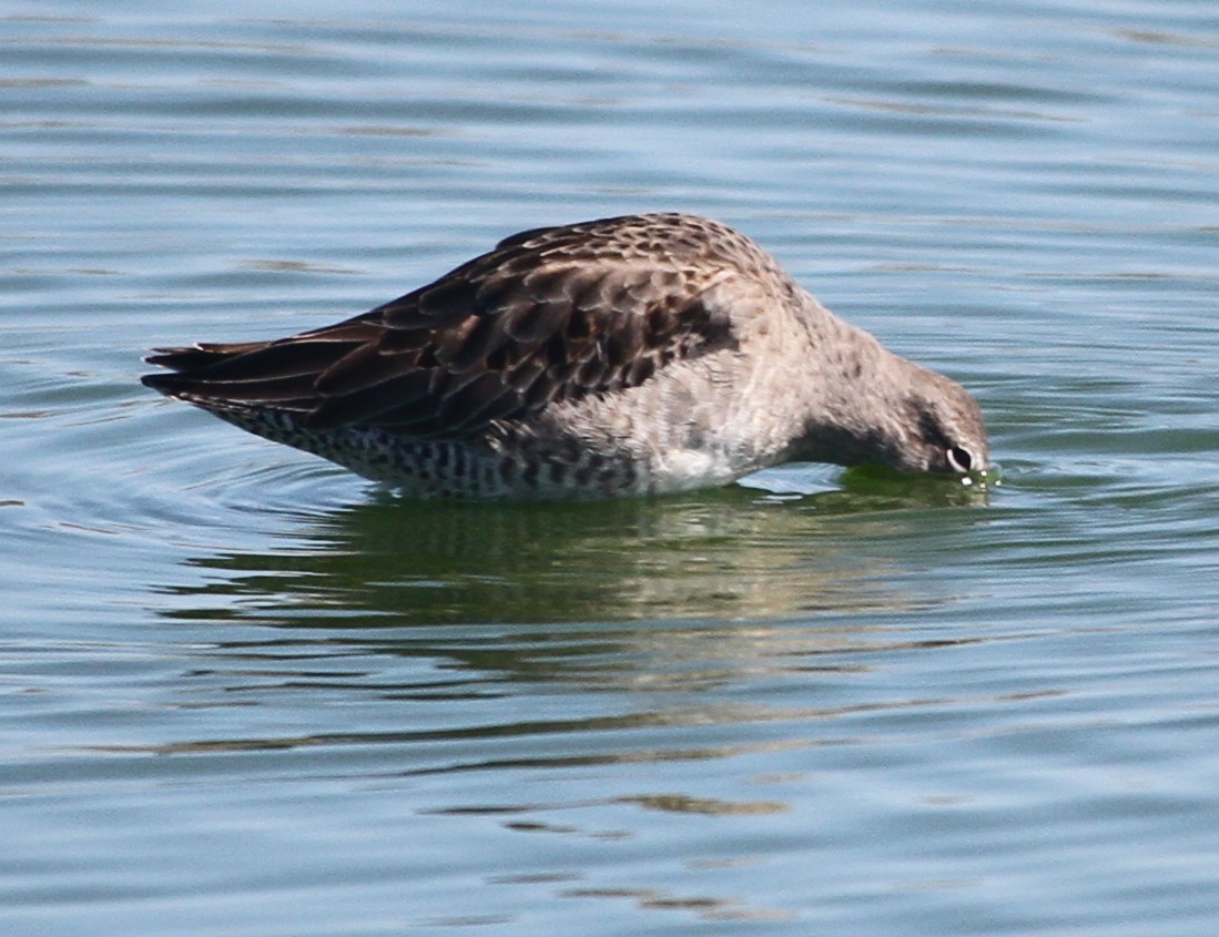 Long-billed Dowitcher - ML20869281