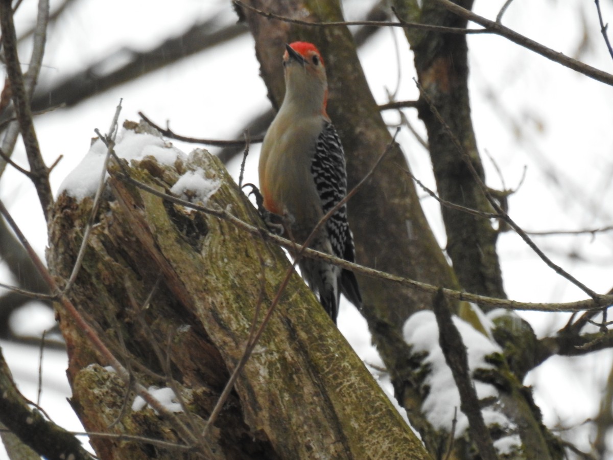 Red-bellied Woodpecker - James Holsinger