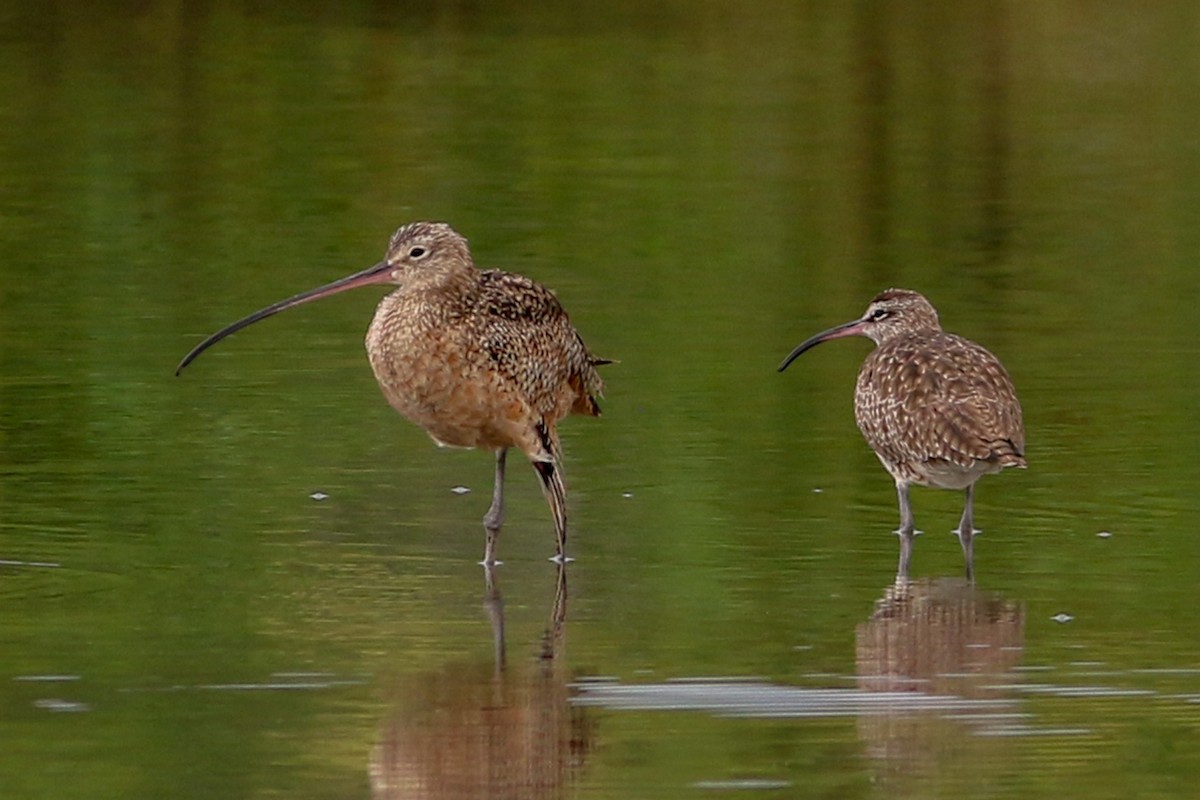 Long-billed Curlew - ML208698081