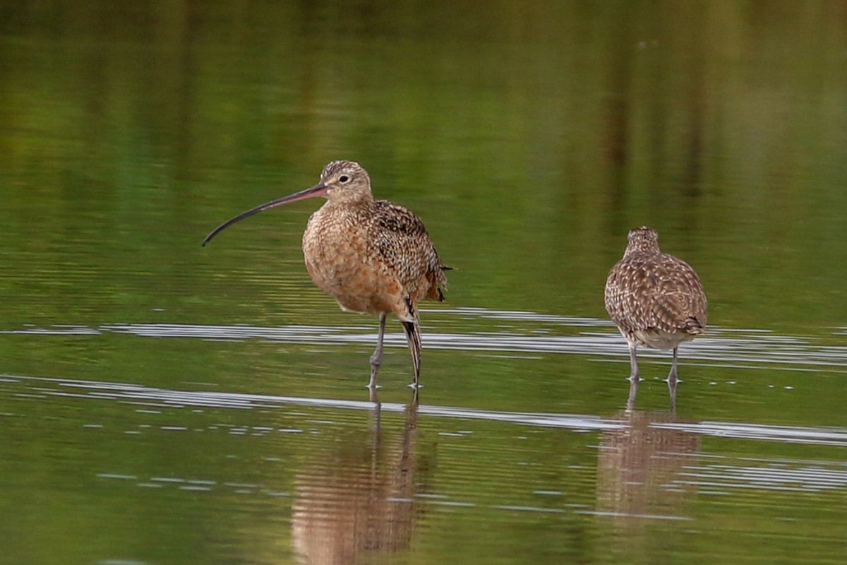Long-billed Curlew - ML208698121