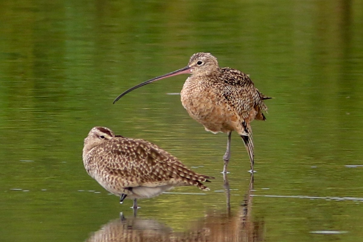 Long-billed Curlew - ML208698151