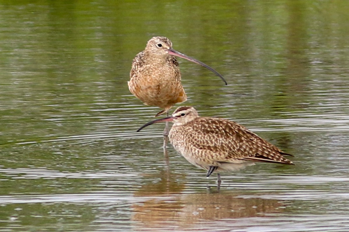 Long-billed Curlew - ML208698181