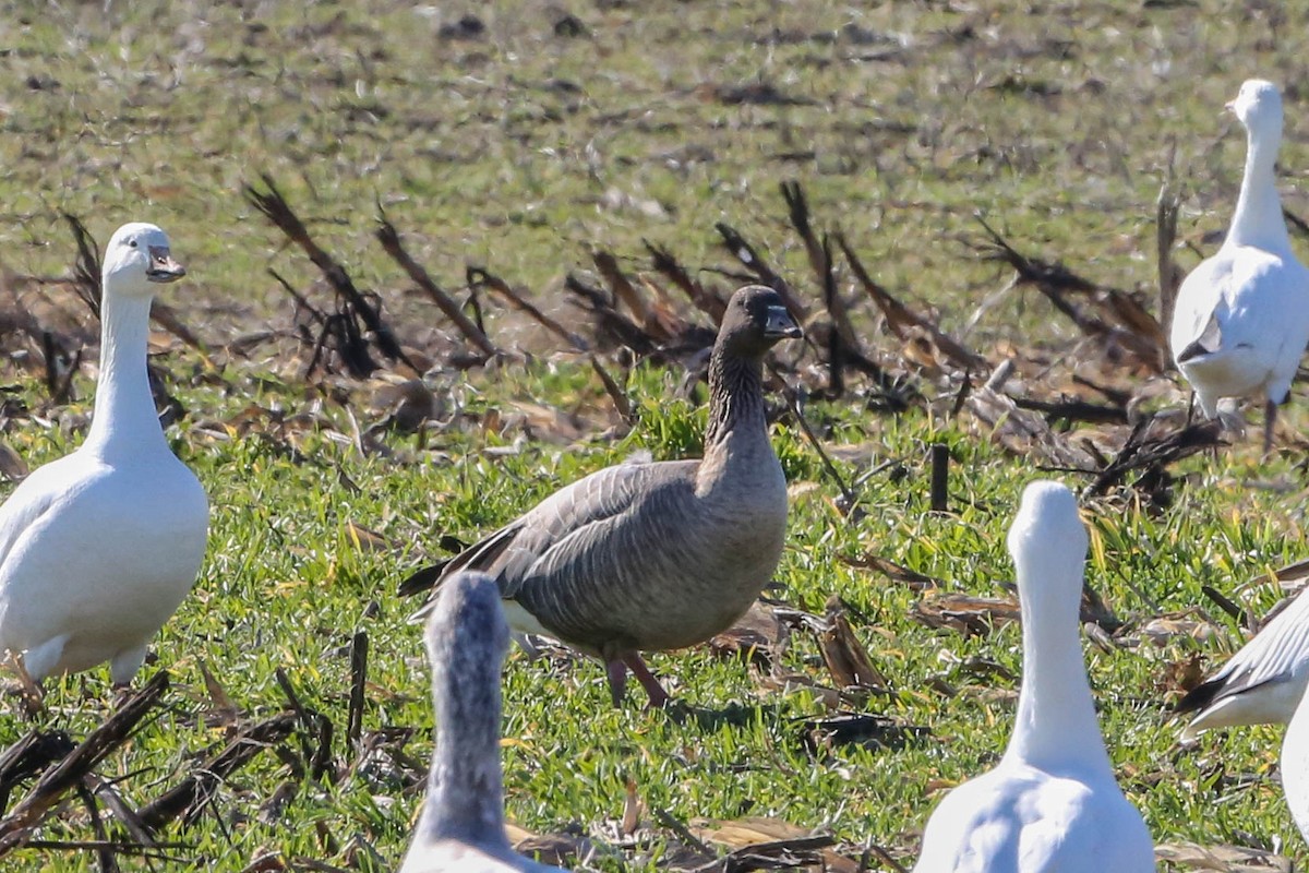 Pink-footed Goose - ML208699131