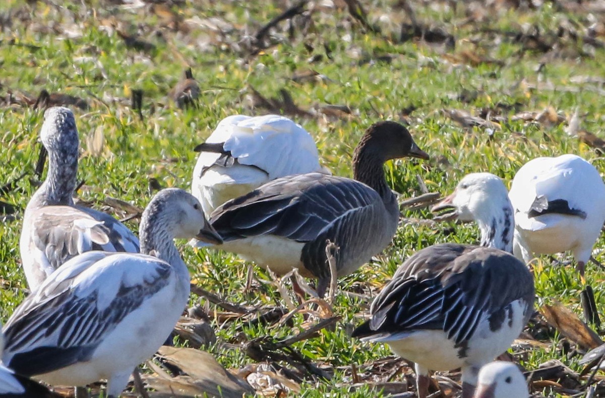 Pink-footed Goose - ML208699141