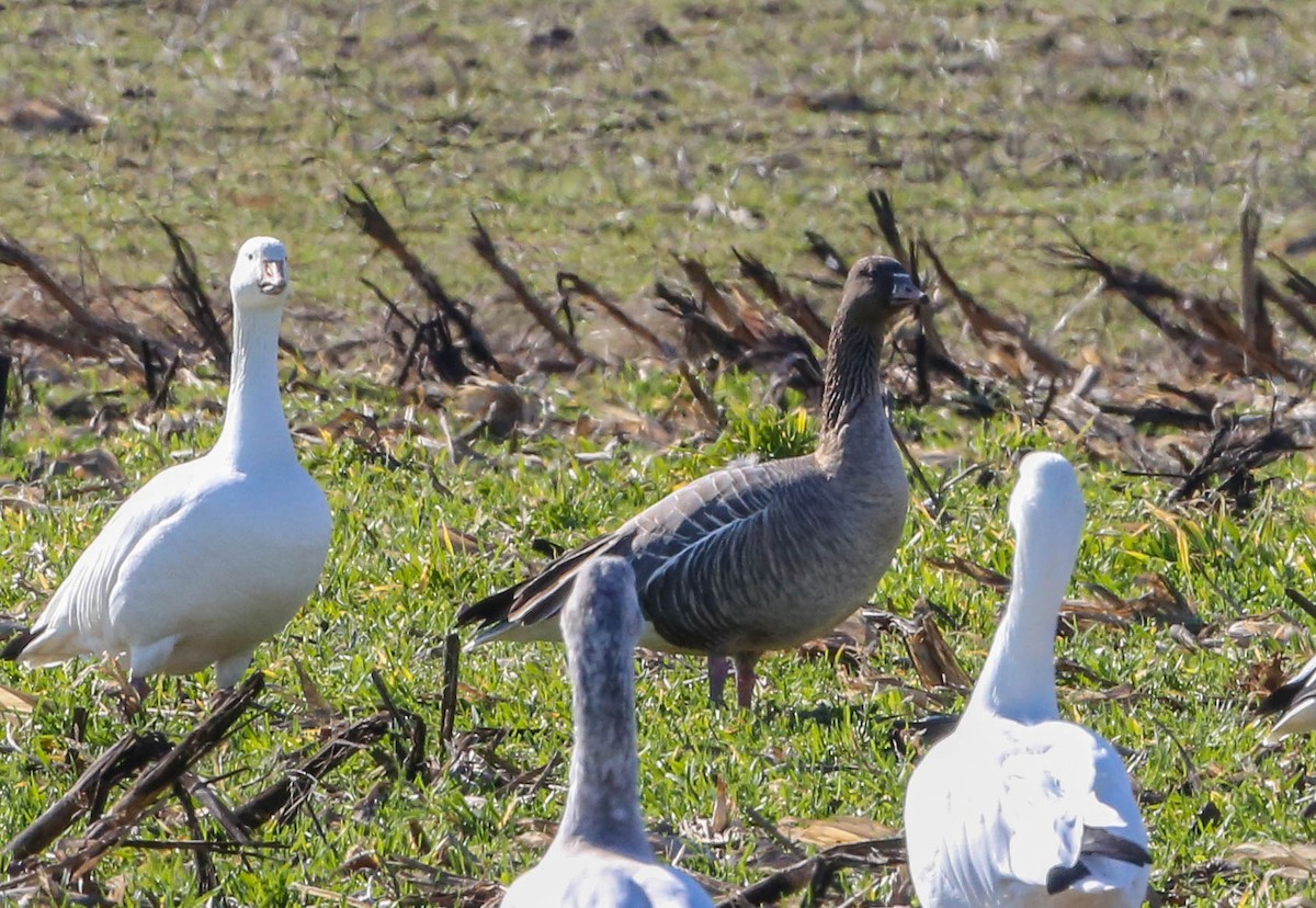 Pink-footed Goose - ML208699151