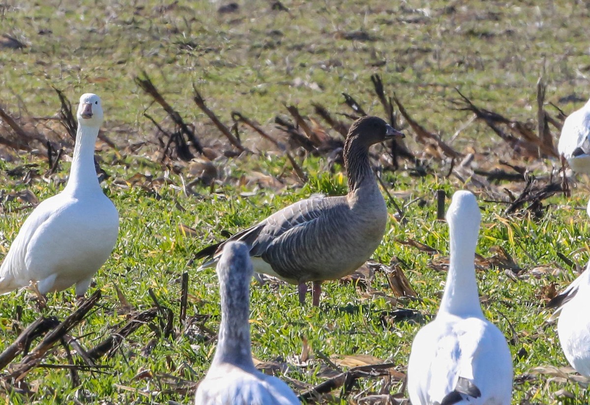 Pink-footed Goose - ML208699161